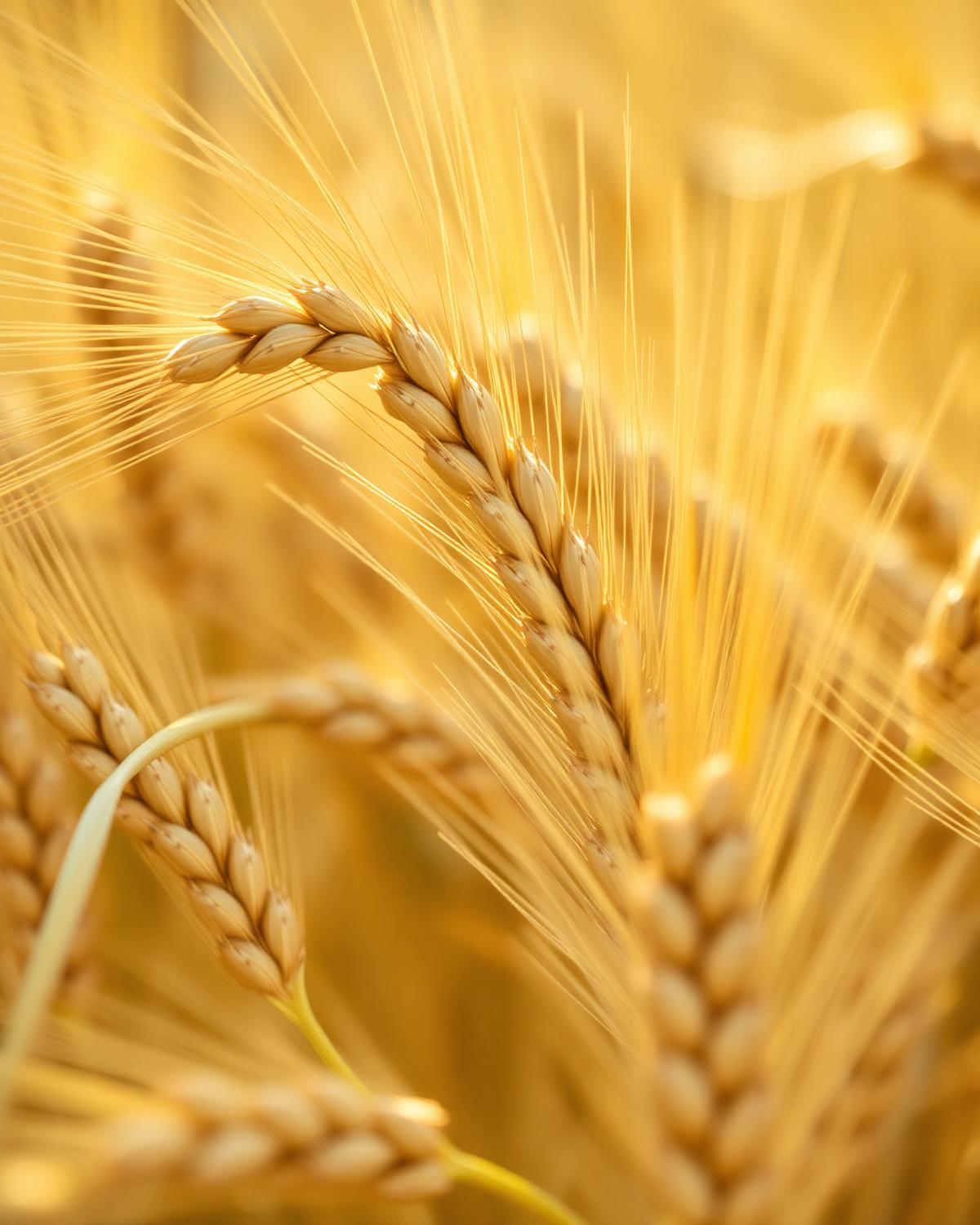 Wheat & Grains